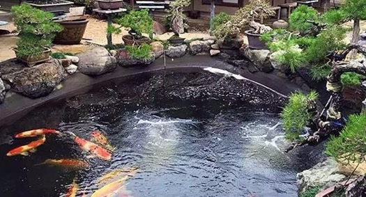 別墅景觀魚池如何設(shè)計(jì)才能更好的養(yǎng)好魚呢？