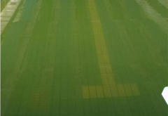 廣東接連暴雨！雨后游泳池水體發(fā)綠怎么清理？
