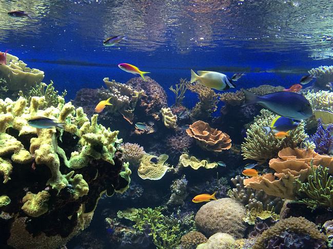 如何改善海洋館的環(huán)境問題？